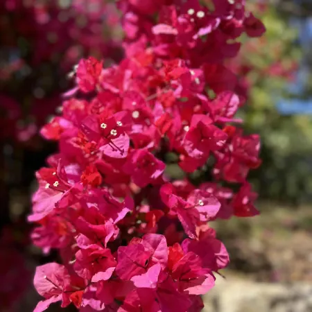 Zingaro Retreat - Scopello - 5min From The Sea - Ac, Wifi & Pool Πανσιόν Castellammare del Golfo